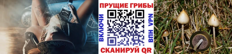 магазин продажи наркотиков Гагарин Галлюциногенные грибы Cubensis